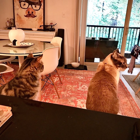 Meet your Posher, Jamie - Picture 5 of 12